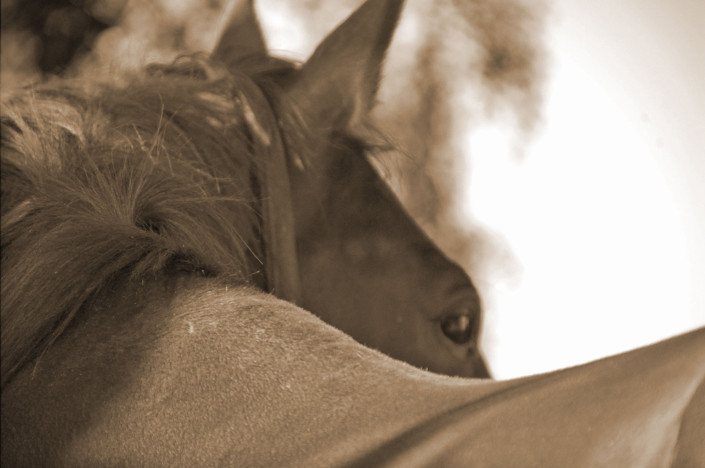 cheval-authentique-accueil-1
