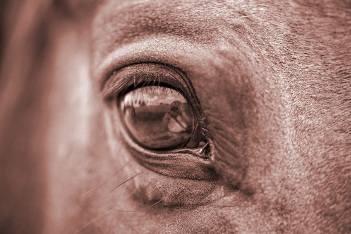 cheval-authentique-communication-animale-5