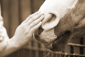 Cheval Authentique - Développement personnel